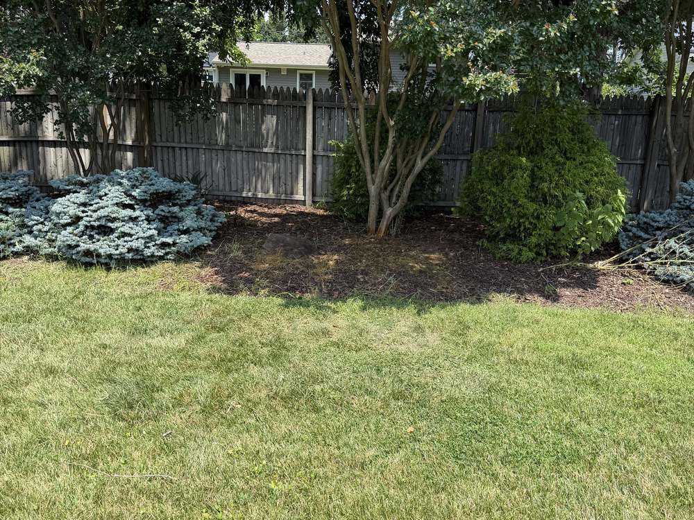 Cleared bed under a crape myrtle after fence and debris removal in Annapolis, MD