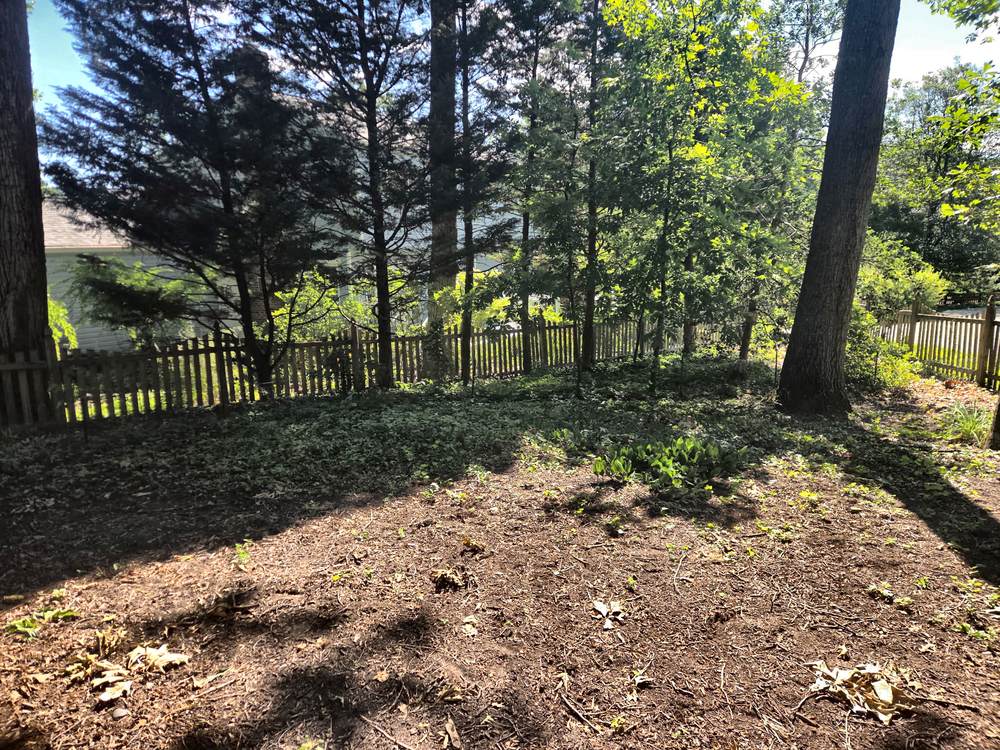 Cleared shaded yard after swing set removal and brush haul away in Arnold, MD