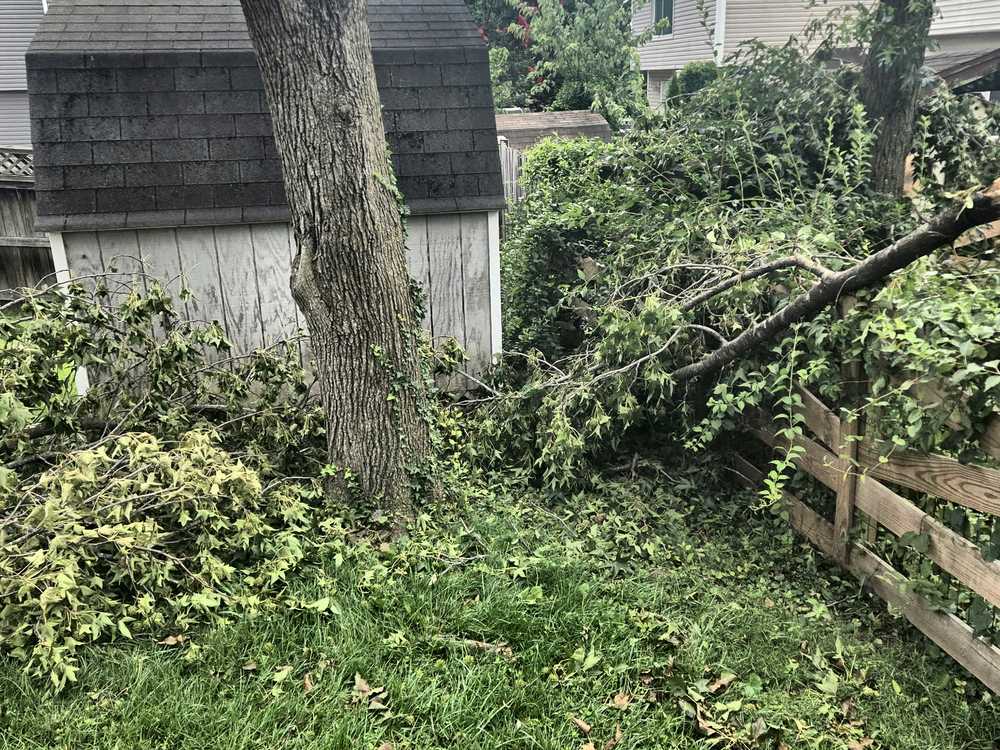 Fallen tree limbs and brush scattered across a backyard before a storm debris cleanup in Heather Hills, Bowie, MD